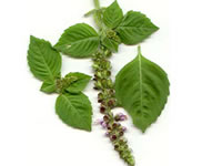 Ocimum basilicum